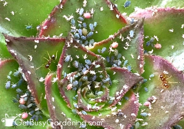 Ants feeding on the sweet excretion that aphids produce