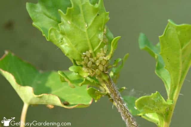 Green aphids clustering on new growth