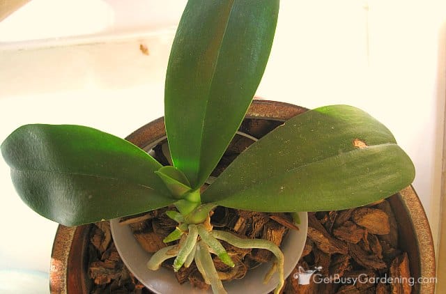 Orchid Plant Care Instructions How To Care For A