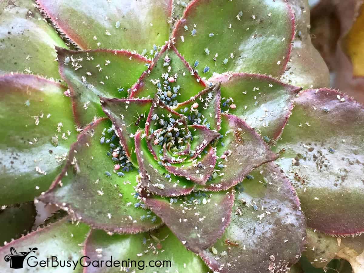 Aphids on a houseplant