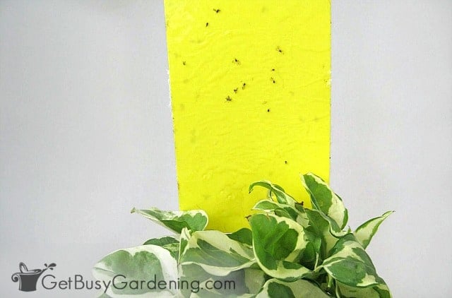 A yellow sticky trap next to a houseplant to capture flying aphids