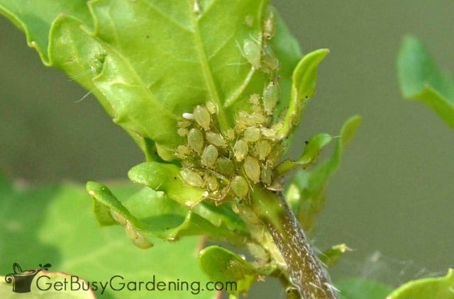 Green aphids clustered on new plant growth