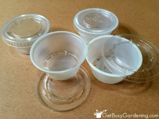 Containers For Storing Seeds