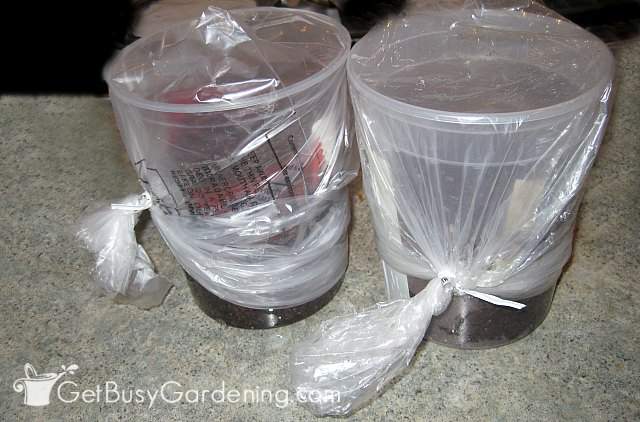 Seeds sown in food containers from the deli