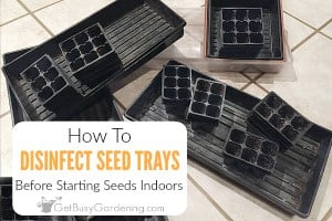 How To Disinfect Seed Trays And Flats Before Starting Seeds Indoors