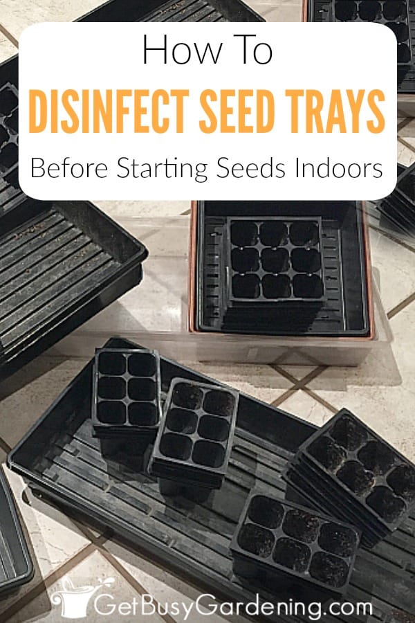 How To Disinfect Seed Trays Before Starting Seeds Indoors