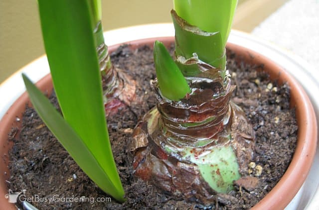 Amaryllis flower emerging after the leaves have already started