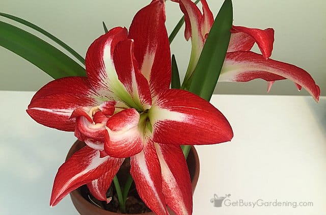 Gorgeous red and white amaryllis flowers