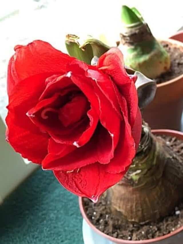 How to Rebloom Your Amaryllis Step By Step Get Busy Gardening