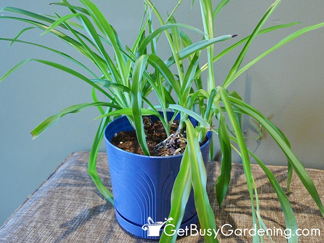 Houseplant Needs To Be Repotted