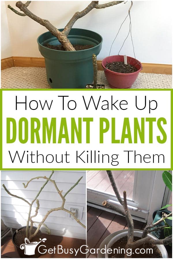 How To Wake Up Dormant Plants Without Killing Them
