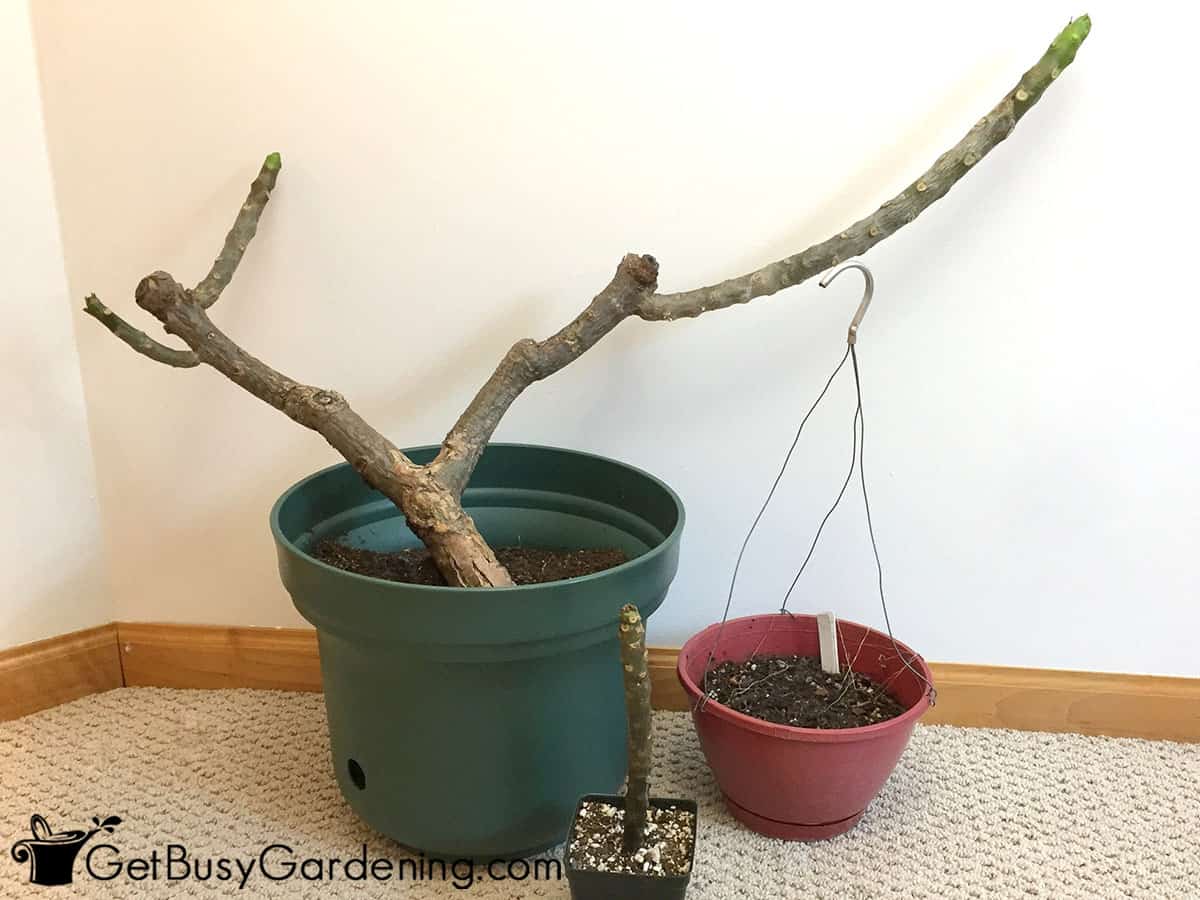 Three dormant plants in my basement