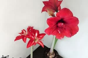 How To Get Your Amaryllis To Rebloom (4 Easy Steps!)