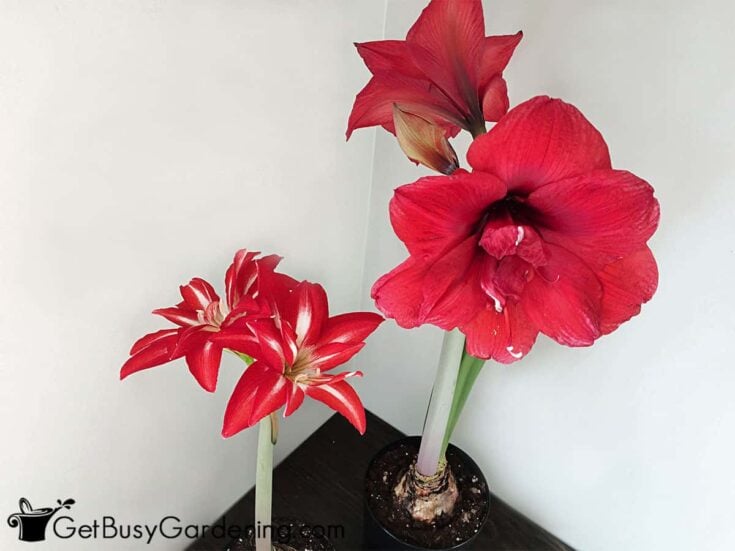 Two amaryllis plants with red flowers