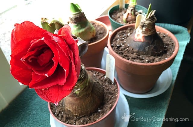 Reblooming amaryllis bulbs on a sunny window ledge