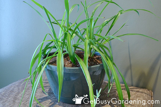 Repotted Houseplant