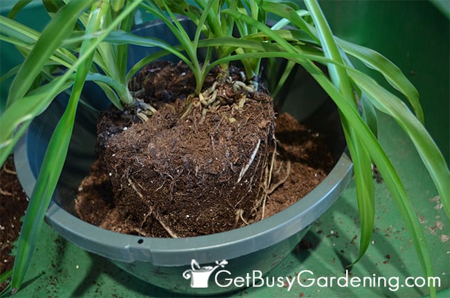 Repotting A Houseplant