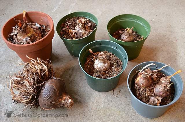 Dormant amaryllis bulbs in pots and bare-root