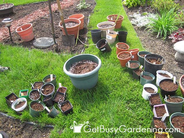 Tropical Bulbs Potted Up