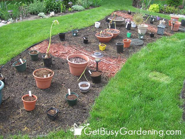 Tropical Bulbs Ready To Plant