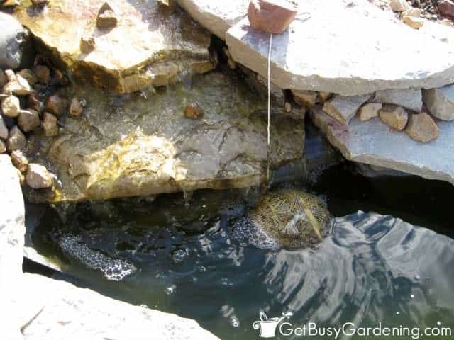 My barley straw bundle at the bottom of the pond waterfall.