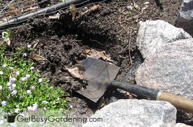 Using a shovel to dig a new planting hole
