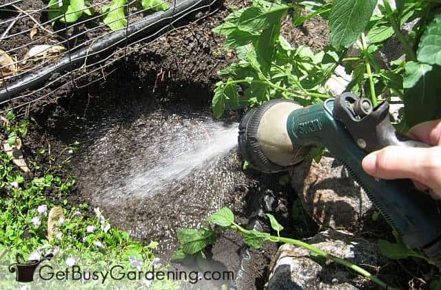 Fill the planting hole with water from a hose