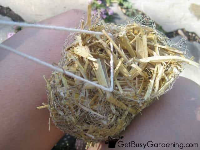 Making my barley straw bundle with mesh and string.