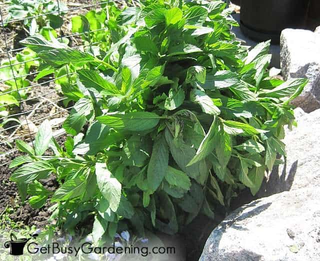 Perennial plant recovered from plant shock after transplant