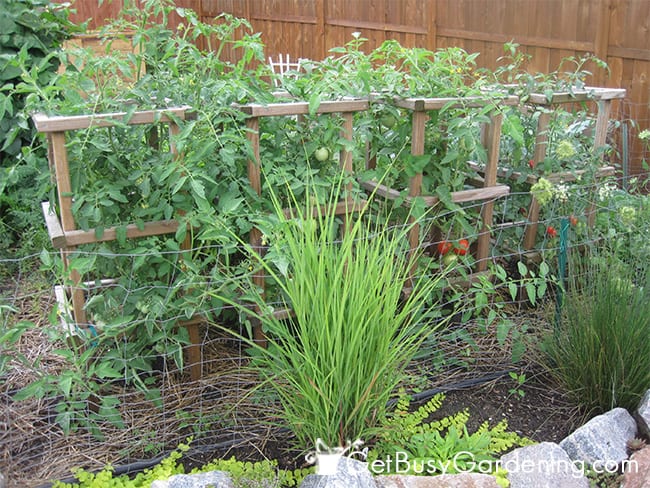 Sturdy Tomato Cages In The Garden