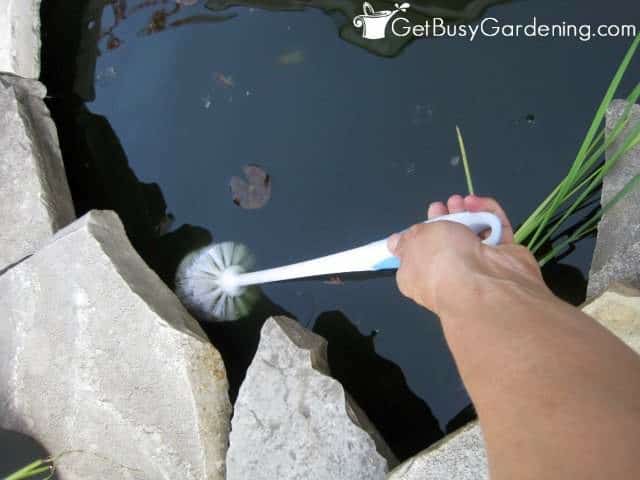 Removing pond algae with a brush