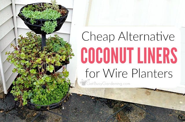 Easy, Cheap, and DIY-able Coconut Shell Planters