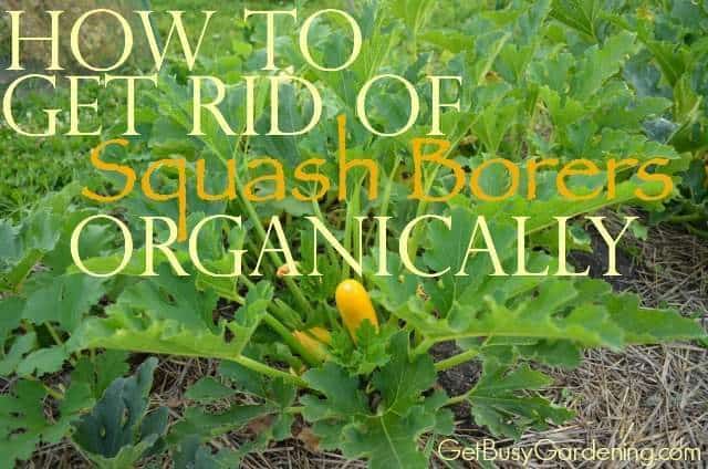 howToGetRidOfSquashBorerOrganically