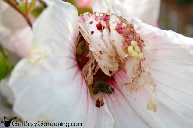 Japanese beetles destroying hibiscus flower