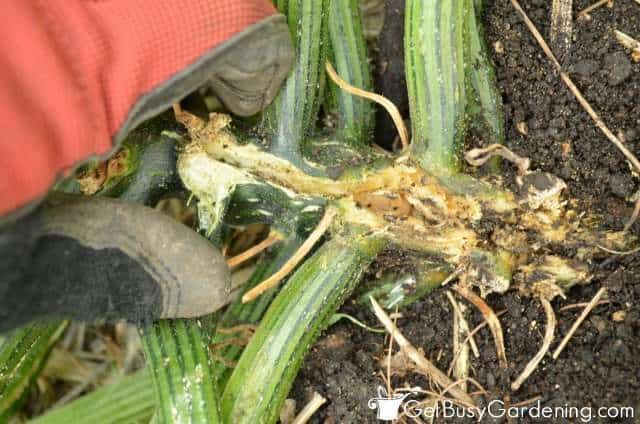 Removing squash borer from inside of the vine