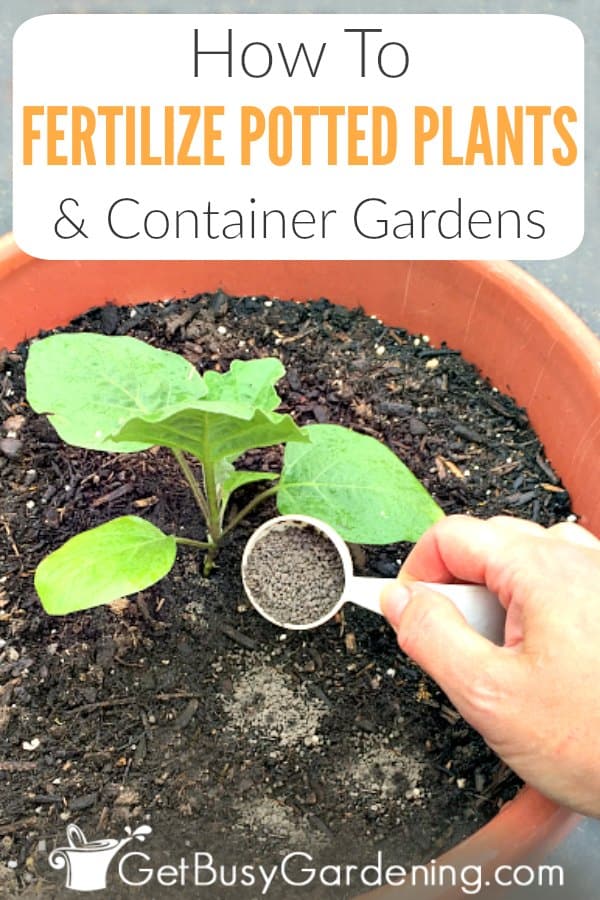 How To Fertilize Potted Plants & Container Gardens
