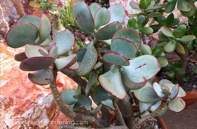 Crassula arborescens silver dollar jade.