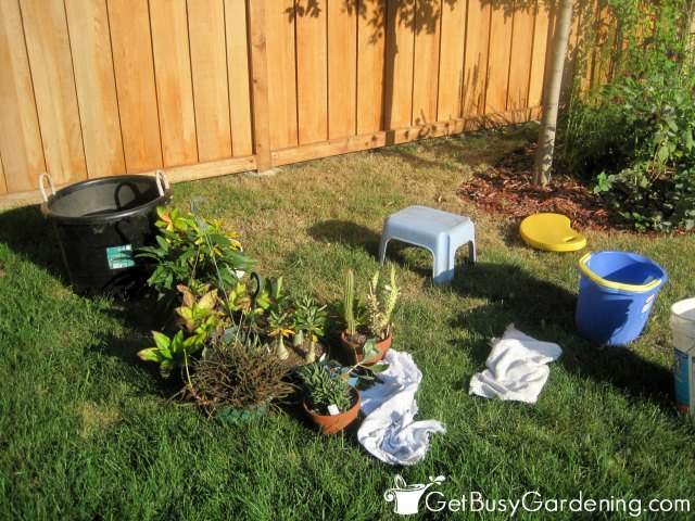 Plants sitting on grass outdoors waiting to be cleaned of bugs.