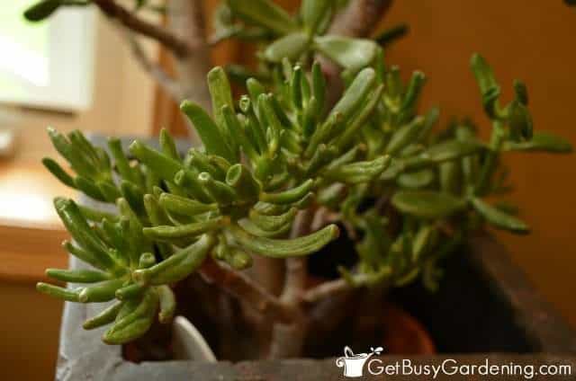 Gollum variety of jade houseplants (Crassula Ovata)