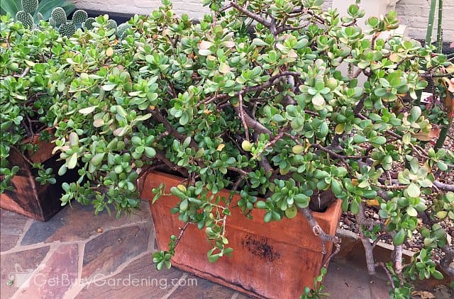 Huge indoor jade plant.