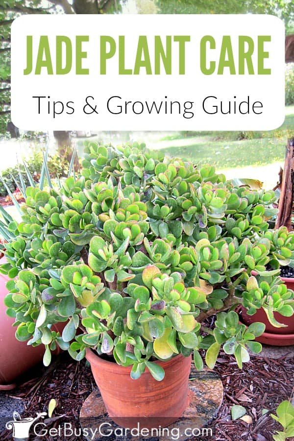 jade plant care plants succulent tips watering grow getbusygardening take instructions soil succulents requirements gardening detailed these growing guide include