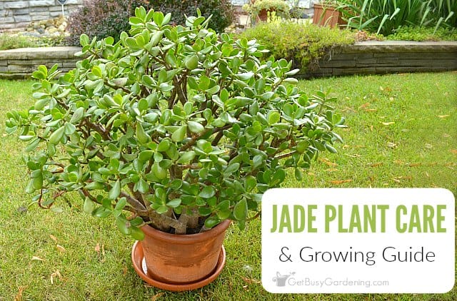 How to Plant and Grow Jade Plant