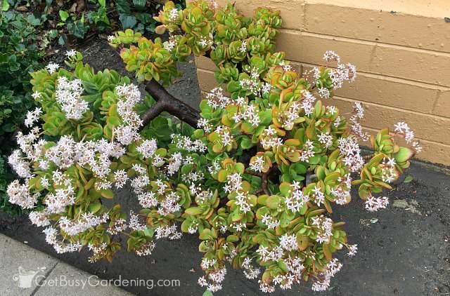 Jade plant flowering during the winter