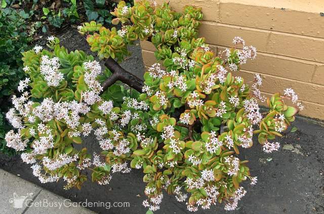 Flowering jade plant.