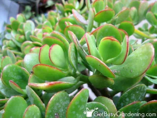 Red jade plant leaf tips.