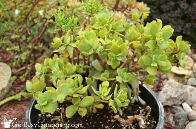 'Jitters' variety of a jade plant