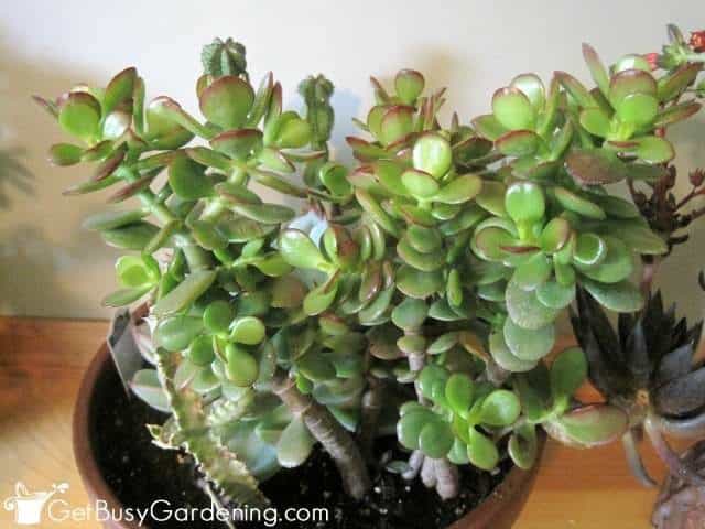 Miniature jade plant (Crassula Ovata)