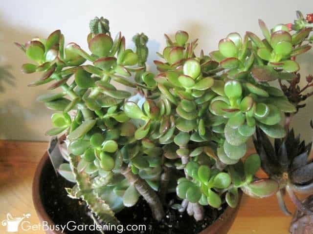 Miniature jade plant.