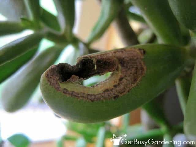 Sunburn on jade plant leaf