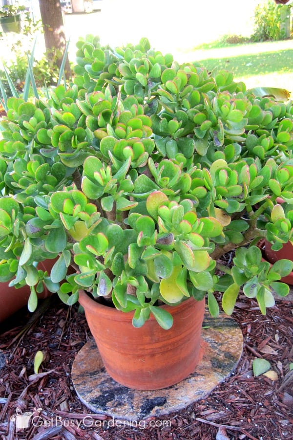 Potted jade plant growing outside in the summer.